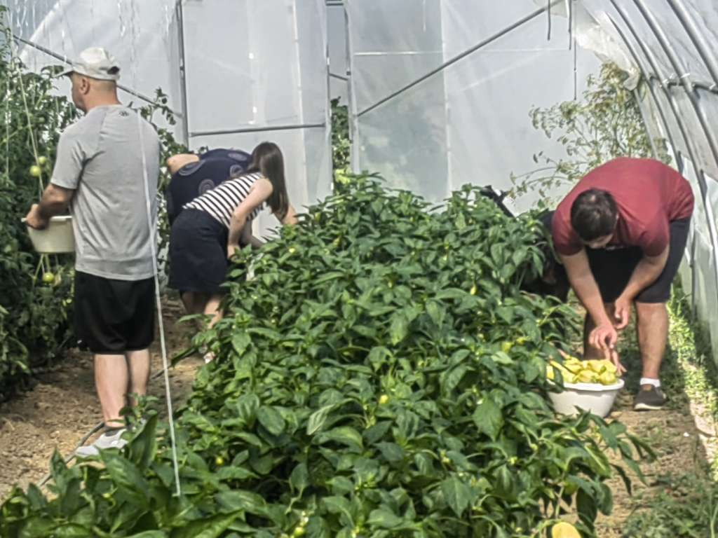 Korisnici Dnevnog centra 'Neven' u Prijedoru beru plodove svog rada u plastenicima