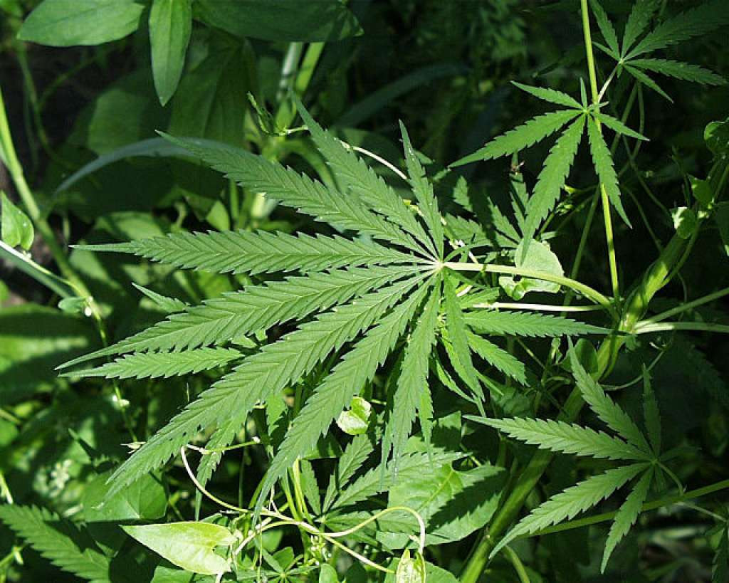 Ukrajina legalizirala upotrebu kanabisa u medicinske svrhe