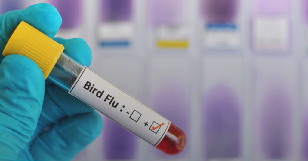 Australija potvrdila prvi slučaj ptičije gripe H5N1 kod domaćeg sisara