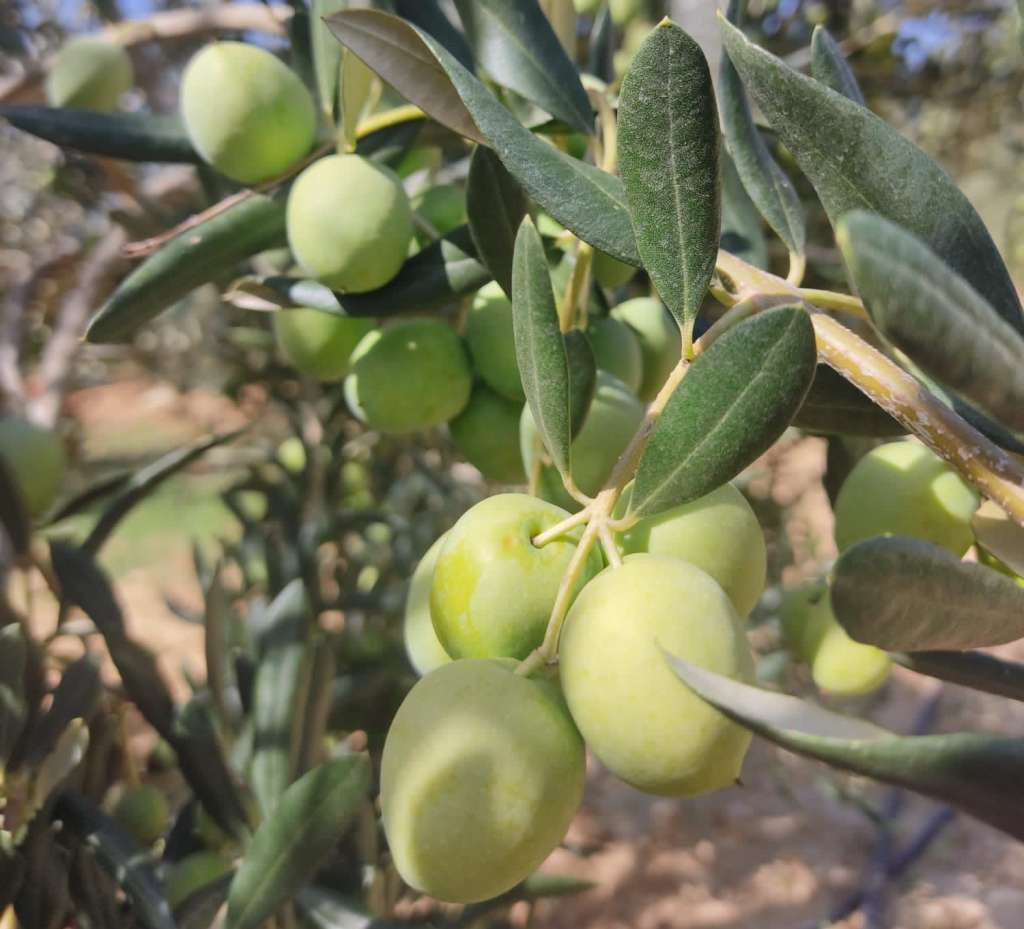 "Maslinik nade" - simbol mira i vjere u Potocima