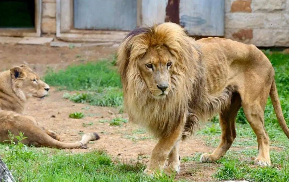 KJKP Park: Lavovi ne oskudijevaju u hrani i brizi, doživjeli starost iznad prosjeka vrste
