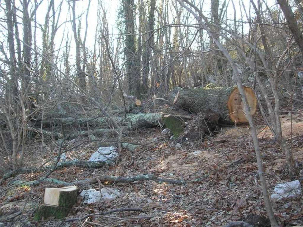 Počelo podnošenje zahtjeva za sječu šuma kojima upravlja Brčko distrikt