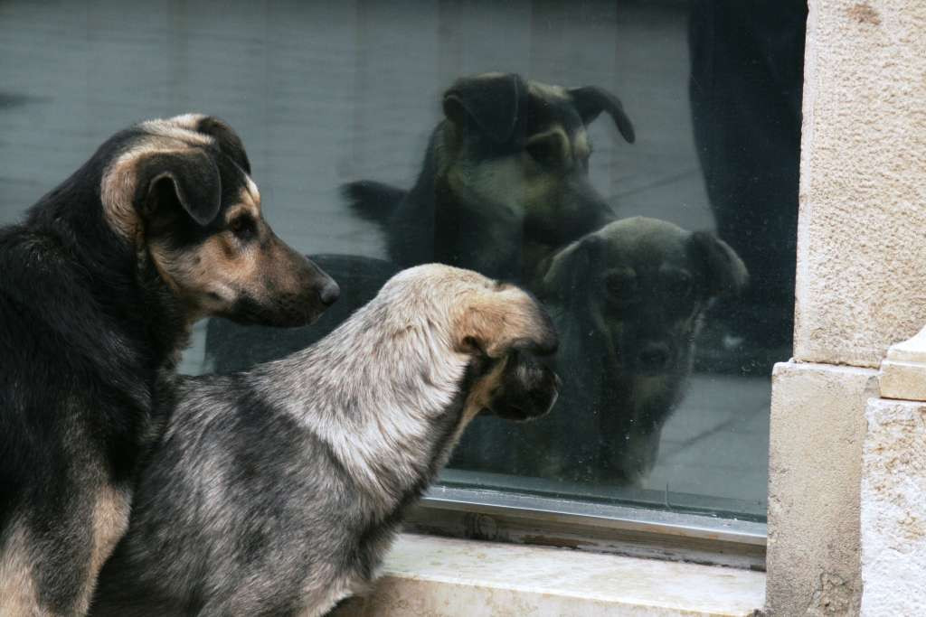 Udruženja za zaštitu životinja pohvalili MUP RS i Tužilaštvo Doboj zbog akcije Sambo