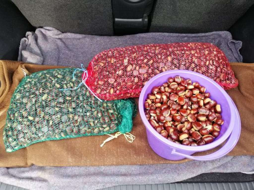 Počela sezona kestena u Bosanskoj krajini