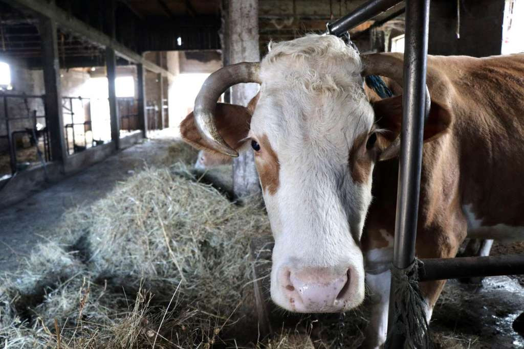 Udruženje poljoprivrednika FBiH: Tražimo hitnu reakciju i uklanjanje zaražene stoke
