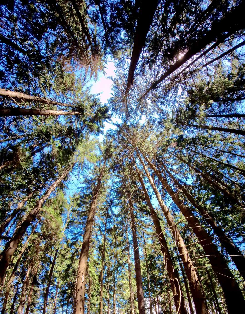 Sutra konferencija o šumarstvu u Sarajevu - Predstavljanje teksta novog zakona o šumama u FBiH