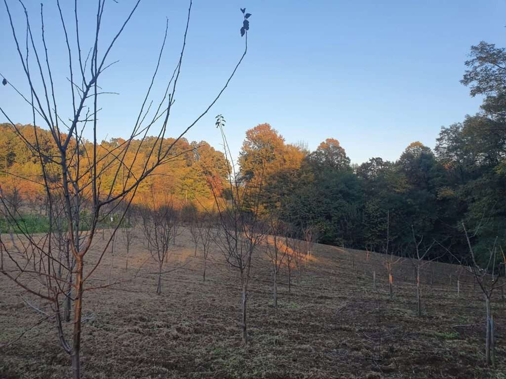 Brčko: Voćarima snijeg nije nanio veću štetu