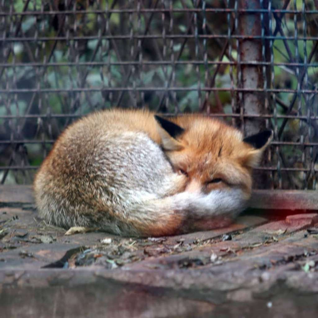 Mnoštvo životinja stradalo u požaru na poznatoj pijaci kućnih ljubimaca u Bangkoku