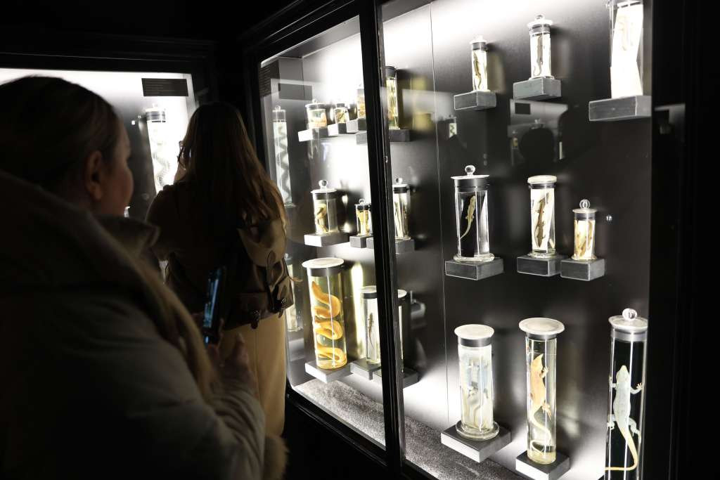 U Zemaljskom muzeju BiH otvorena stalna postavka 'Vodozemci i gmizavci Bosne i Hercegovine'