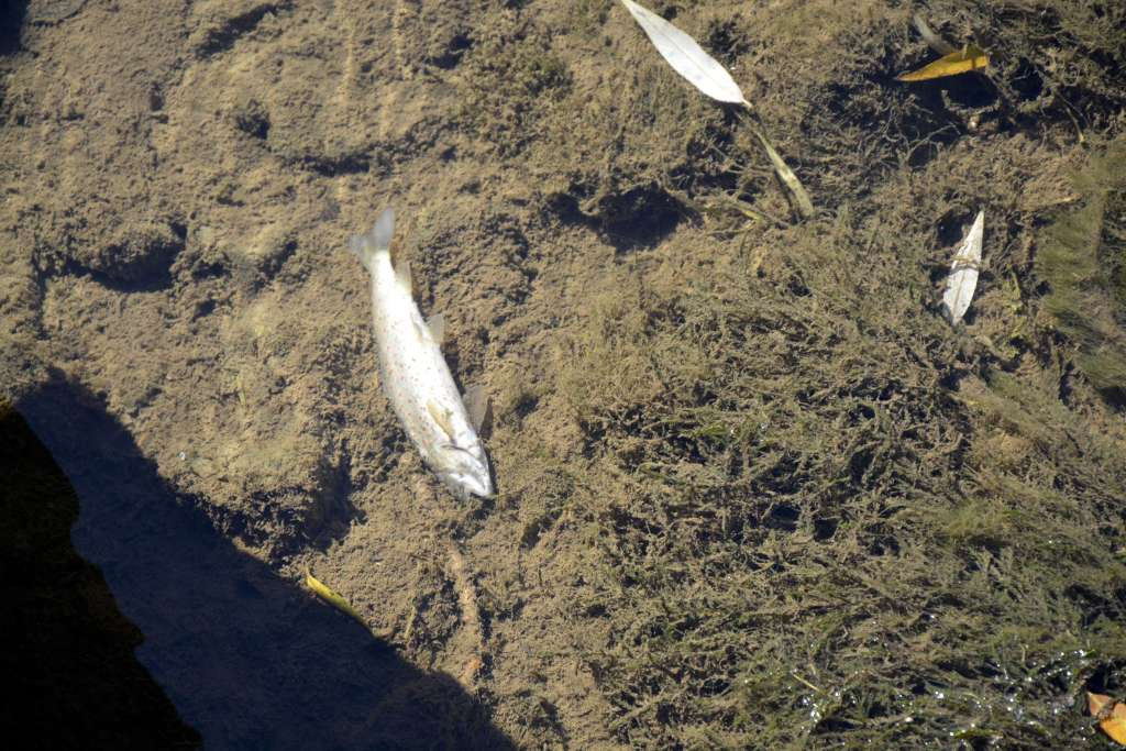 Smailagić: Nakon laboratorijske analize će se znati tačan uzrok ekološkog incidenta u rijeci Bosni