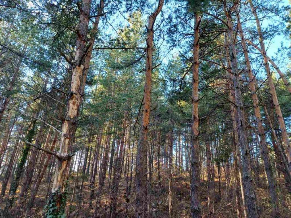 Brčko: Usvojen plan gazdovanja šumama u privatnom vlasništvu