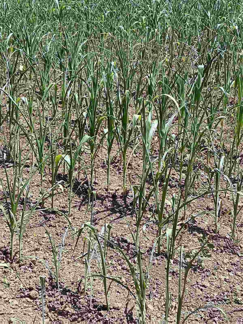 Poljoprivrednici upozoravaju na gubitke u prinosima kukuruza i poskupljenje stočne hrane