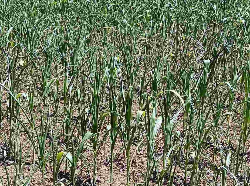 Bićo: Zbog suše stanje u poljoprivredi katastrofalno