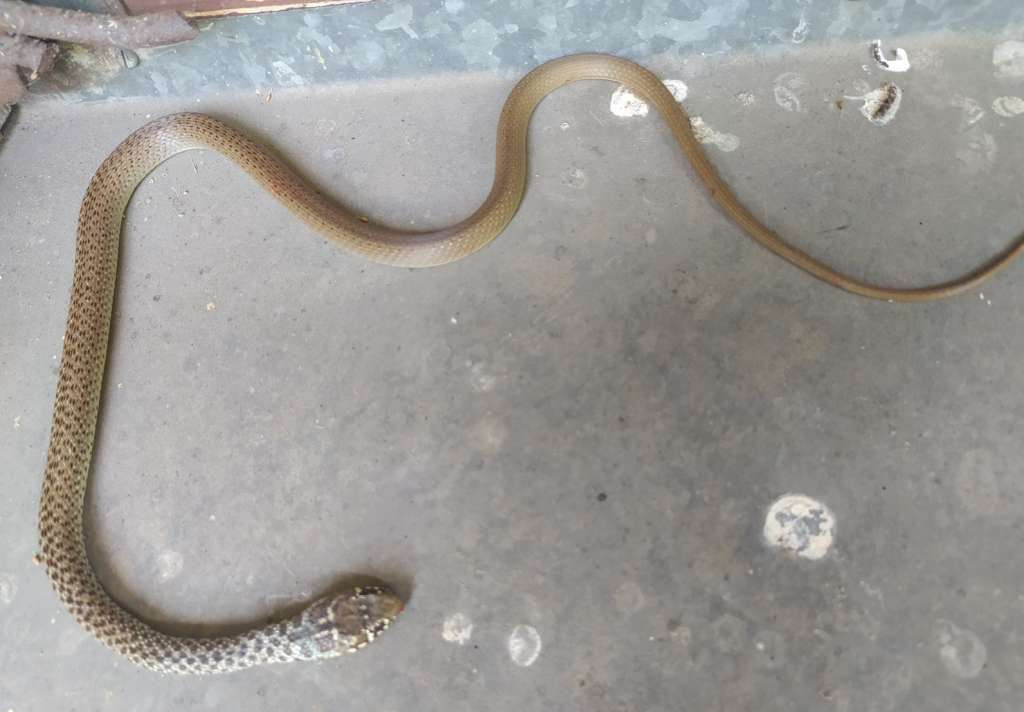 Indijac uhapšen na aerodromu u Mumbaju s 47 otrovnih zmija u torbi