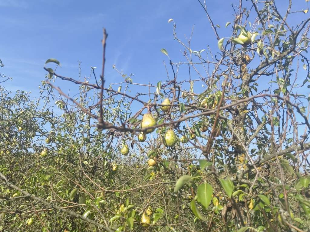 Nedozvoljena supstanca fosmet u kruškama iz BiH