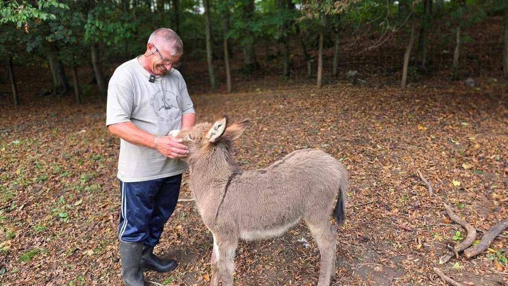 USK: Magarci postaju isplativa grana stočarstva, po grlu i 500 KM podrške