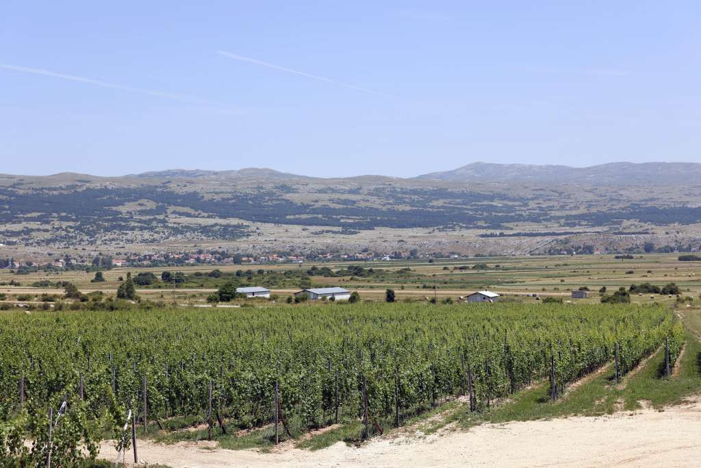 'Planinski' vinogradi na preko 900 metara visokim padinama Duvanjskog polja mijenjaju standarde u vinarstvu