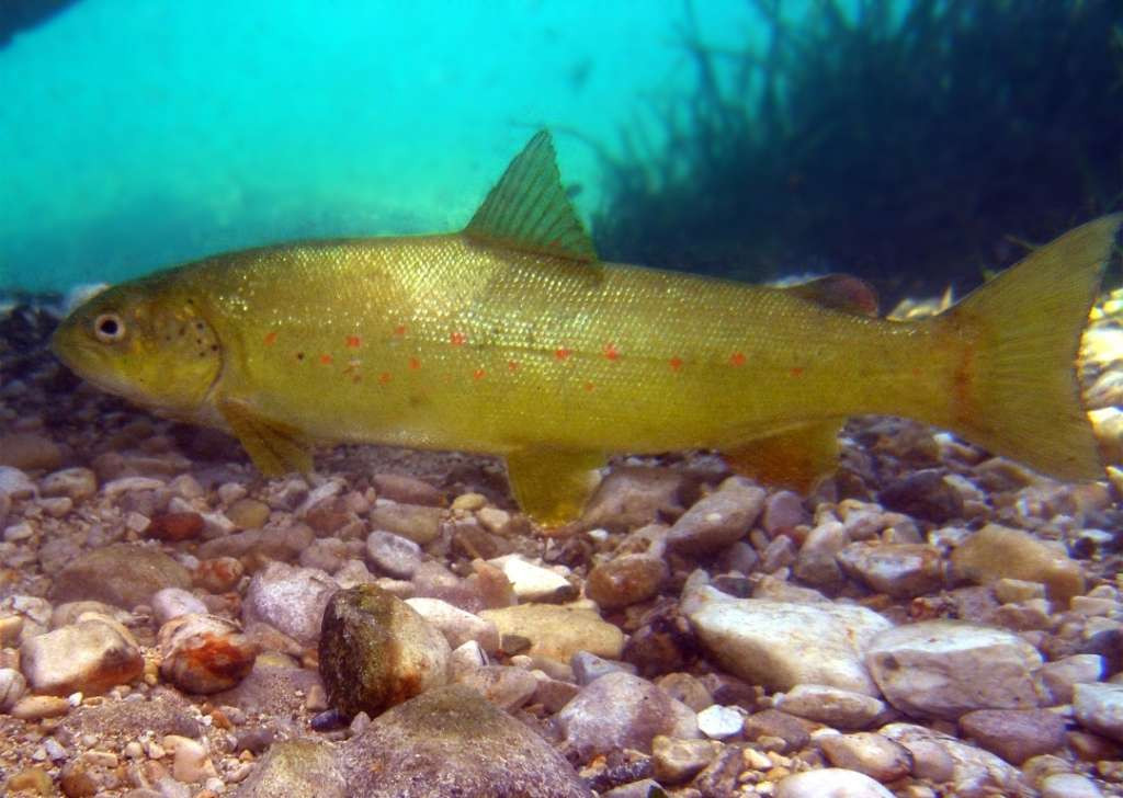 Projektom vrijednim 4.683.000 EUR Hrvatska pomaže očuvanje endemske vrste ribe u Hercegovini