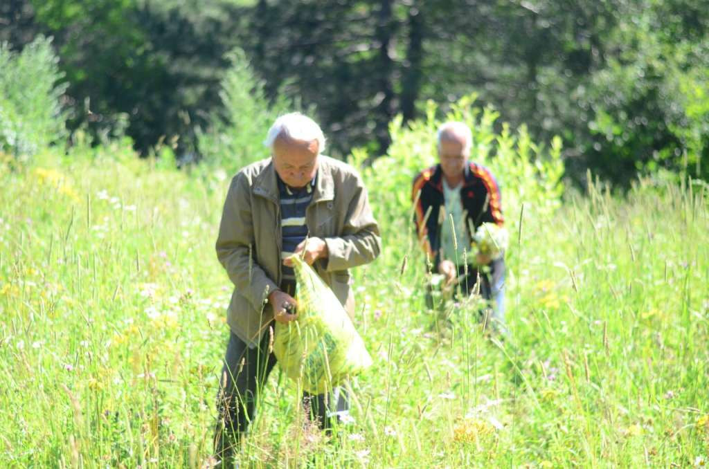 Niske koncentracije polena u zraku se mogu očekivati do kraja juna