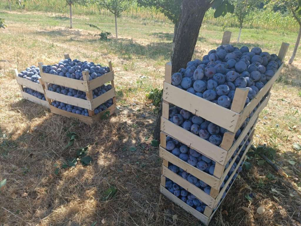 Urod ranih sorti šljive preopovljen na području Brčkog