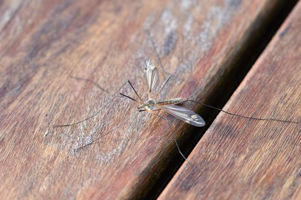 Tri osobe u Hrvatskoj zaražene virusom Zapadnog Nila