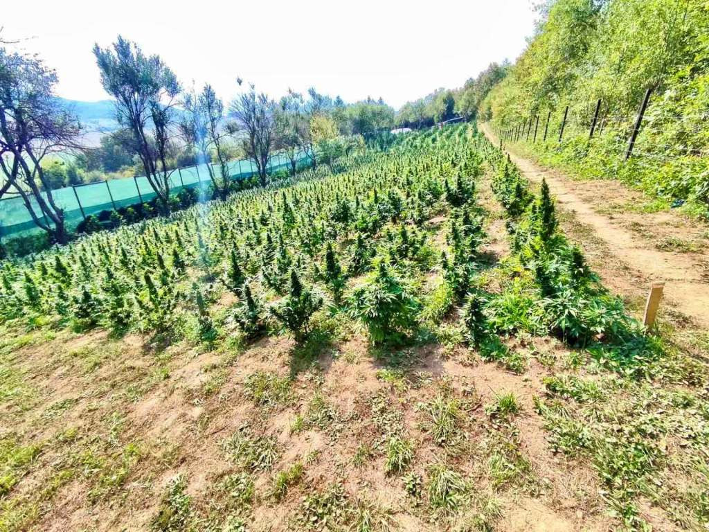 Potvrđena optužnica protiv tri osobe zbog uzgoja tri hiljade stabljika kanabisa u Bihaću