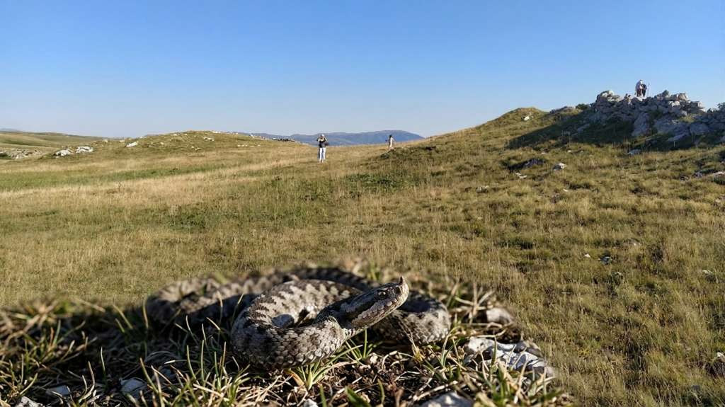 Od početka sezone 12 ugriza zmija otrovnica, najčešće stradaju poljoprivrednici