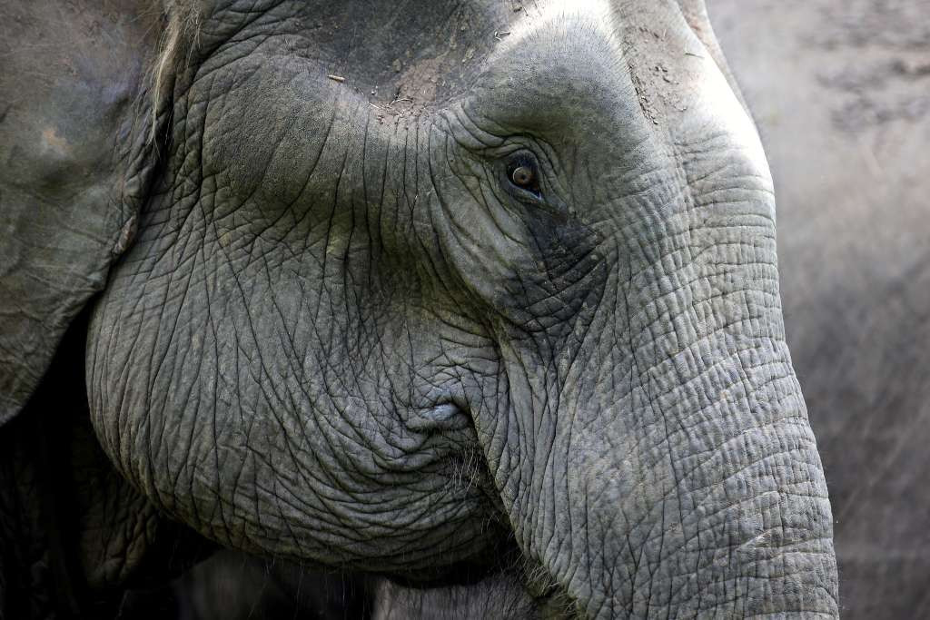 Voz naletio na krdo slonova u Indiji, uginulo ih sedam