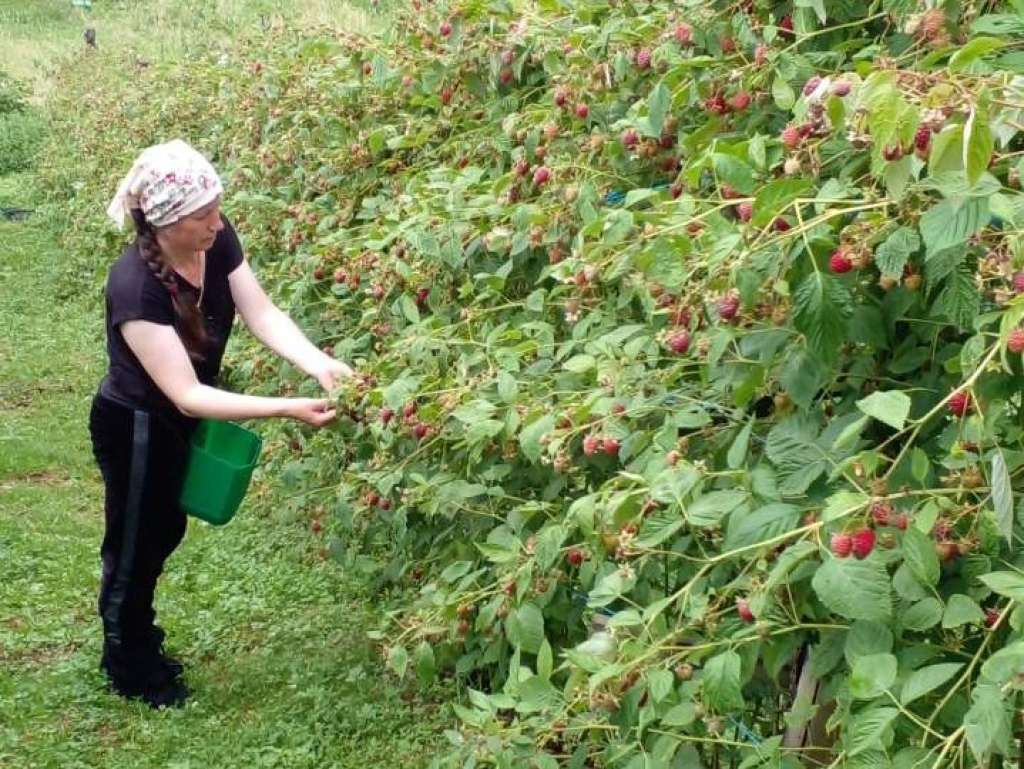 Podrinjski malinari očekuju dobar rod, nadaju se i zadovoljavajućoj otkupnoj cijeni