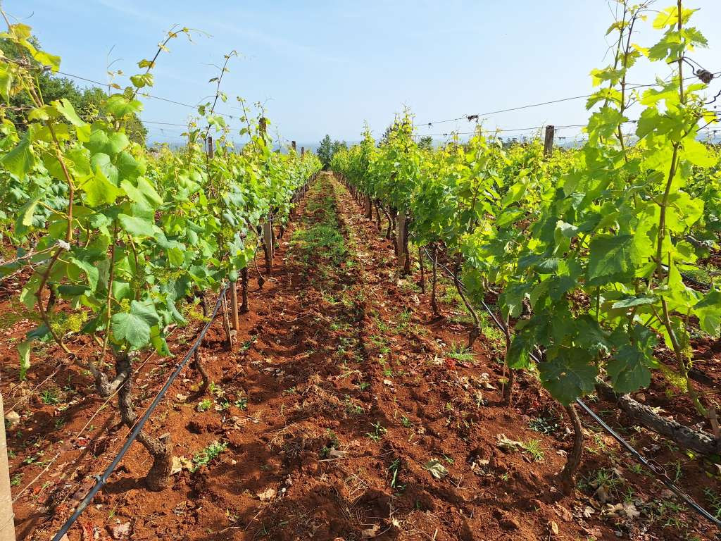 Hercegovački vinogradari bilježe iznadprosječan urod, očekuju vrhunsko vino