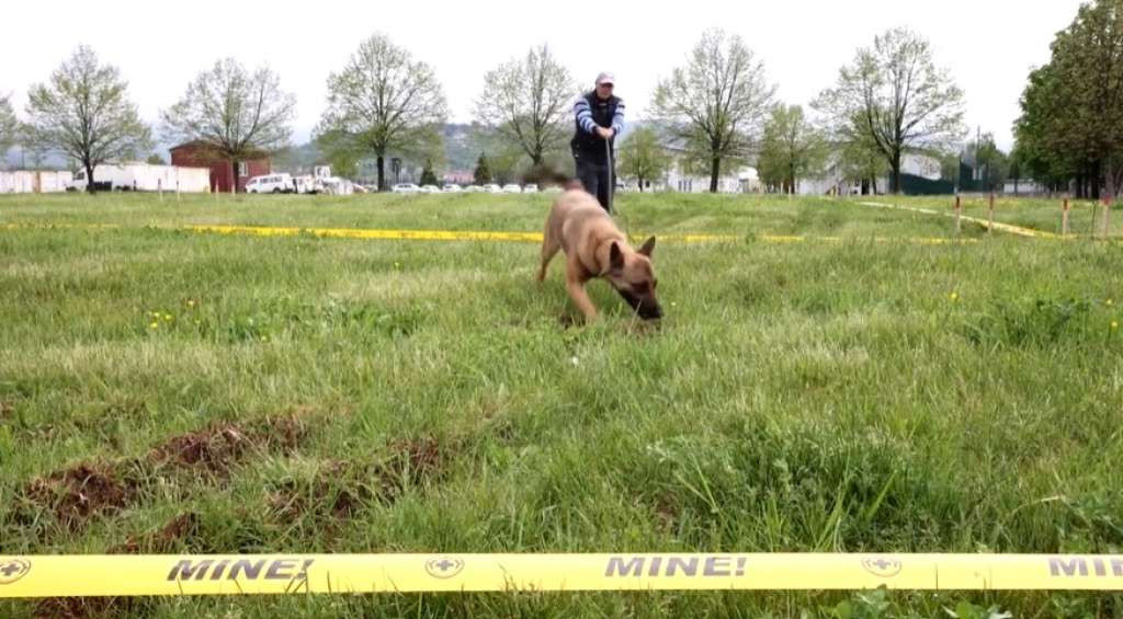 Deminerski centar u Bosni i Hercegovini obučava pse za razminiranje u Ukrajini