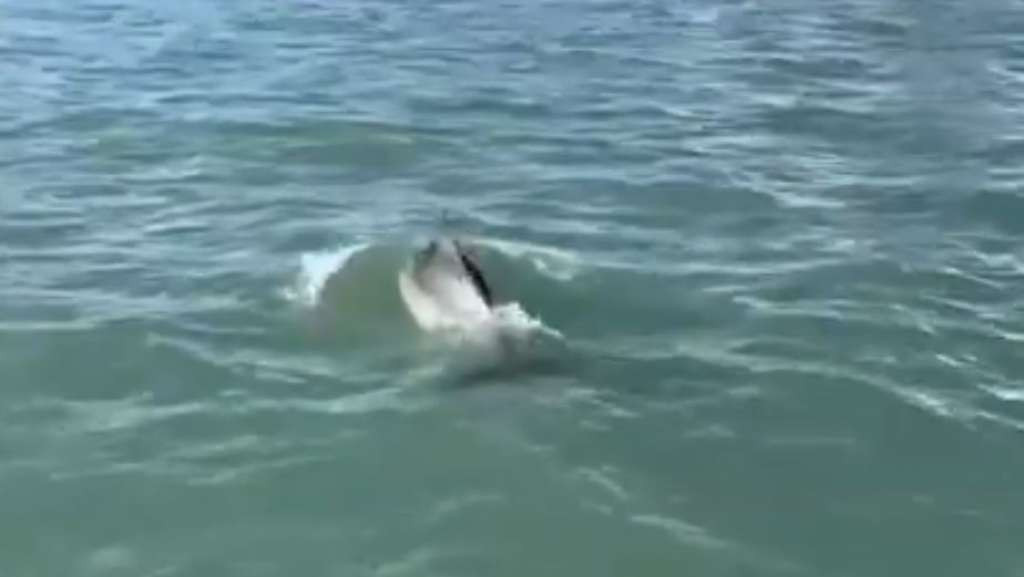 Delfin Mimmo odbija napustiti bazen Svetog Marka u Veneciji