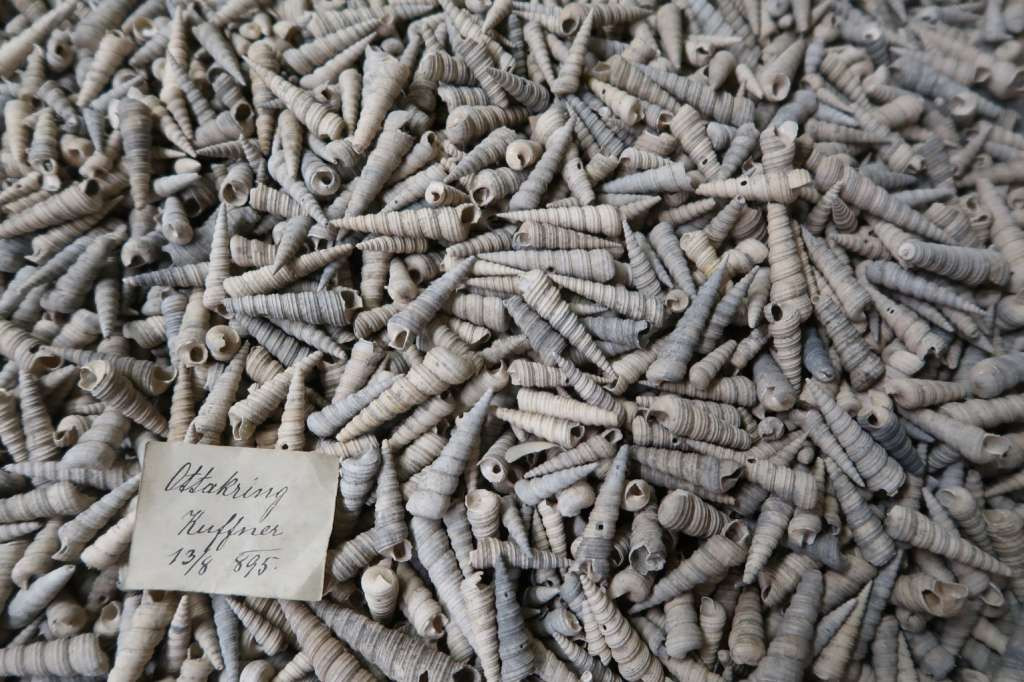 Prirodnjački muzej Beč-Nova otkrića o bogatoj historiji biodiverziteta srednje i jugoistočne Evrope