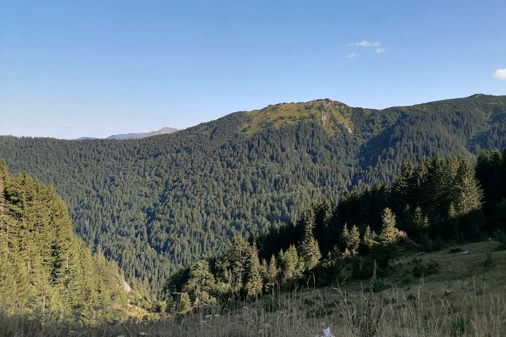 U FBiH značajno smanjena proizvodnja i prodaja šumskih sortimenata