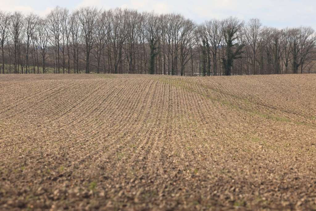 Snijeg pogodovao pšenici, proizvođači se nadaju boljoj godini i većim podsticajima