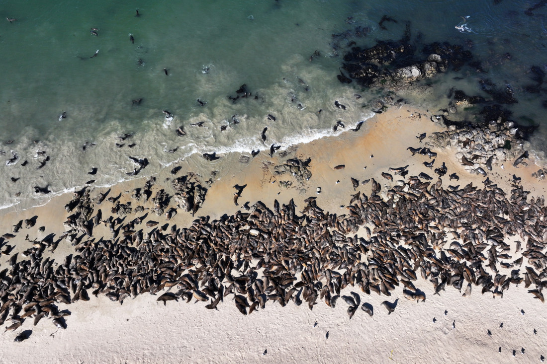 Morski lavovi preplavili plaže u Kaliforniji