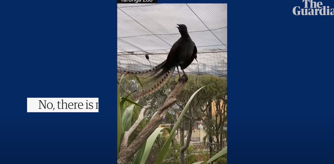 Lirska ptica iz zoološkog vrta Taronga savršeno oponaša plač bebe koji cijepa uši
