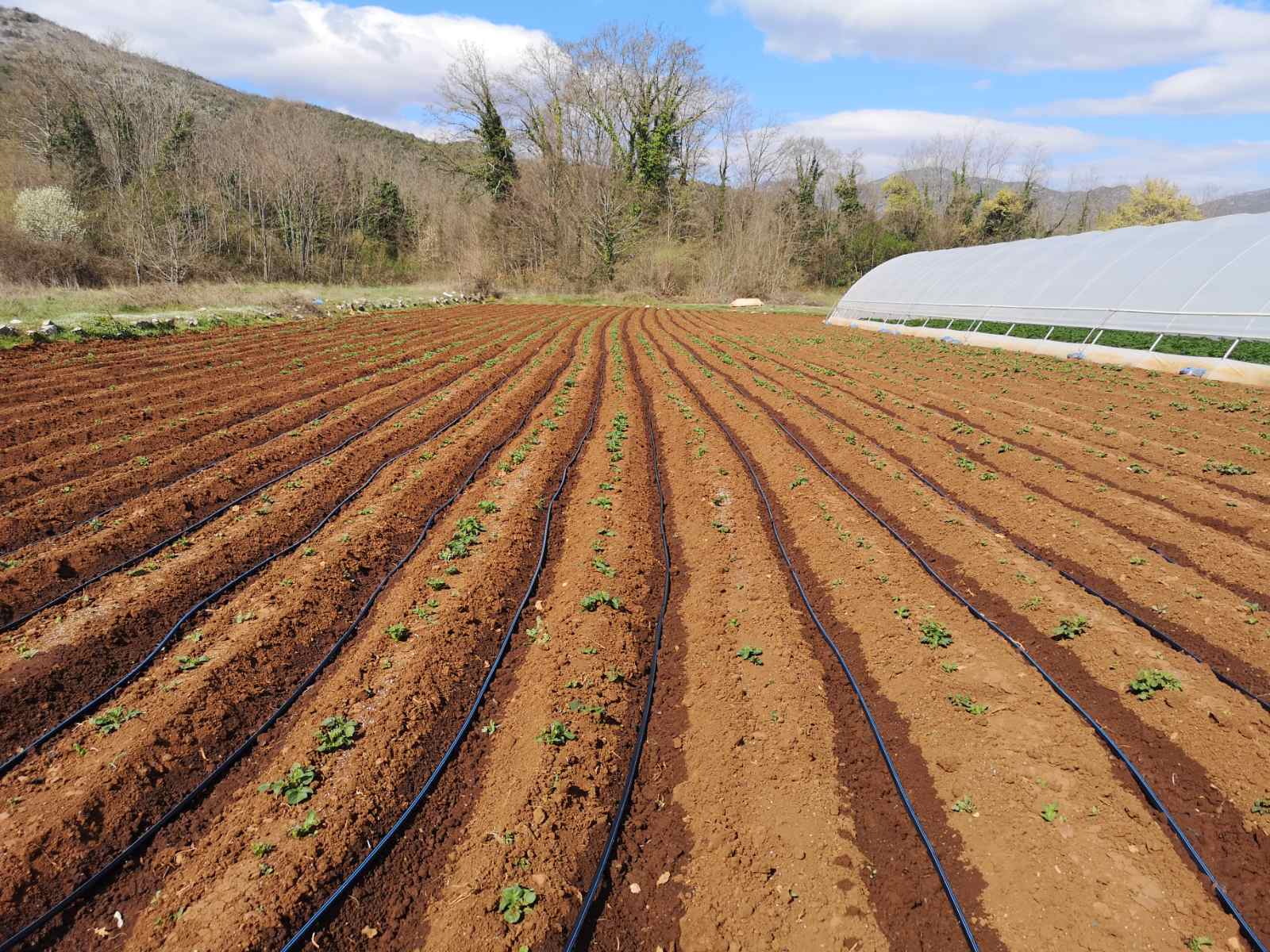Završena sadnja ljubuškog ranog