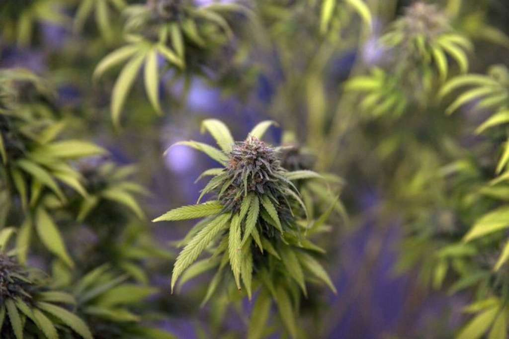 U porodičnoj kući u Mostaru pronađeno više desetina stabljika marihuane