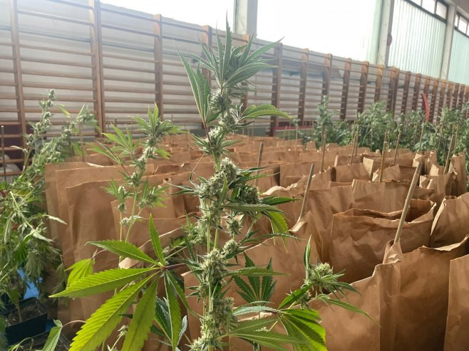 Na području Bijeljine pronađena laboratorija za proizvodnju i uzgoj indijske konoplje