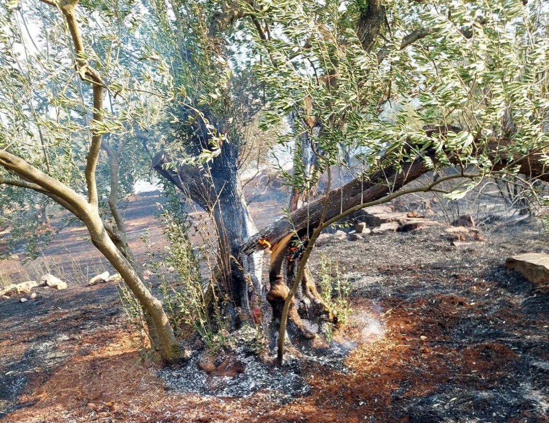 Štete na neumskim maslinicima nakon nedavnih požara višemilionske