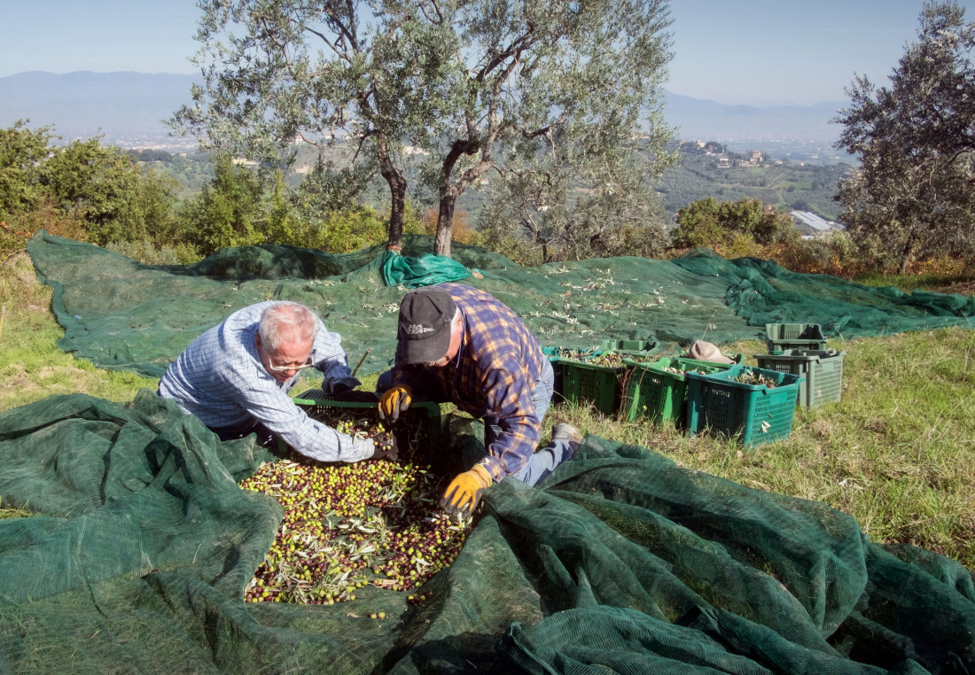 Dugotrajna suša ugrozila špansku industriju, maslinovo ulje postaje "luksuzni" proizvod