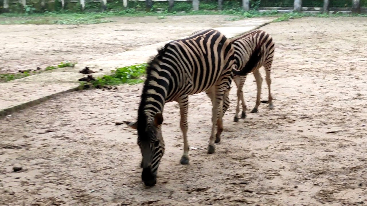Bangladeš: Misteriozna infekcija ubila još dvije zebre u safari parku