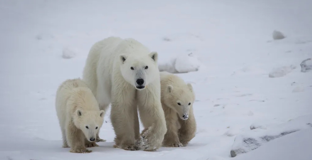 Istraživači u Kanadi zabilježili rijedak prizor: Polarna medvjedica usvojila mladunče