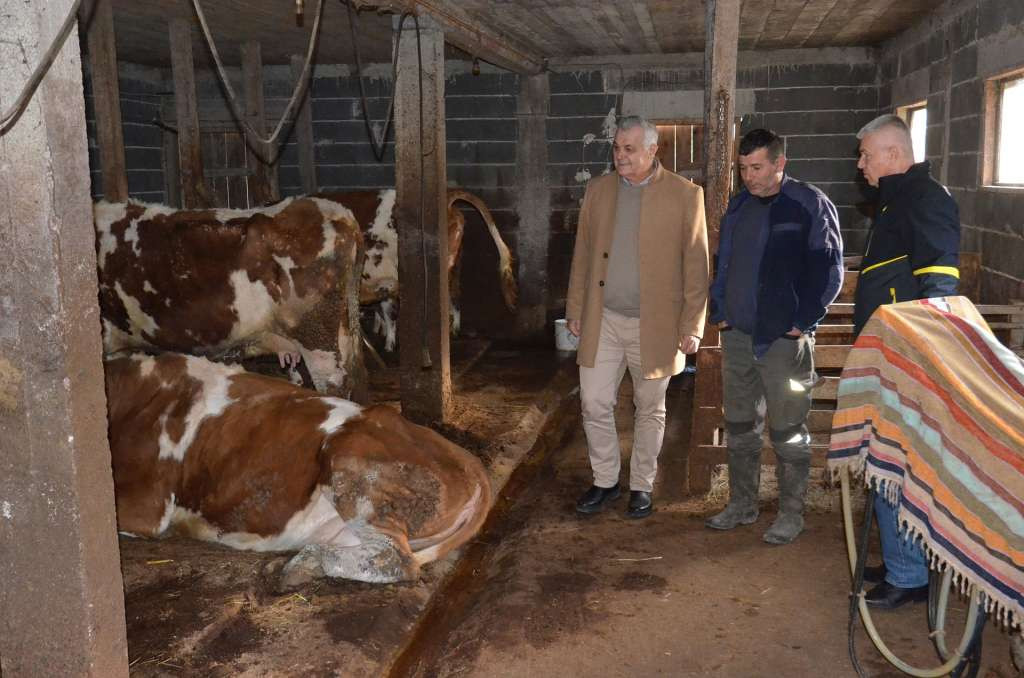 Marić: Smanjiti razlike u otkupnoj cijeni mlijeka