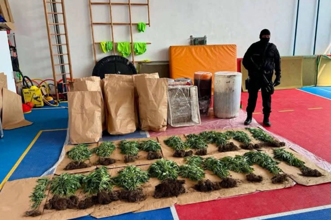 U Bijeljini pronađena plantaža sa 206 stabljika indijske konoplje, uhapšena jedna osoba