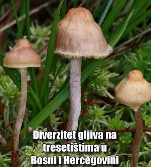 Zemaljski muzej BiH: U subotu premijera filma i promocija knjige o gljivama visokih tresetišta