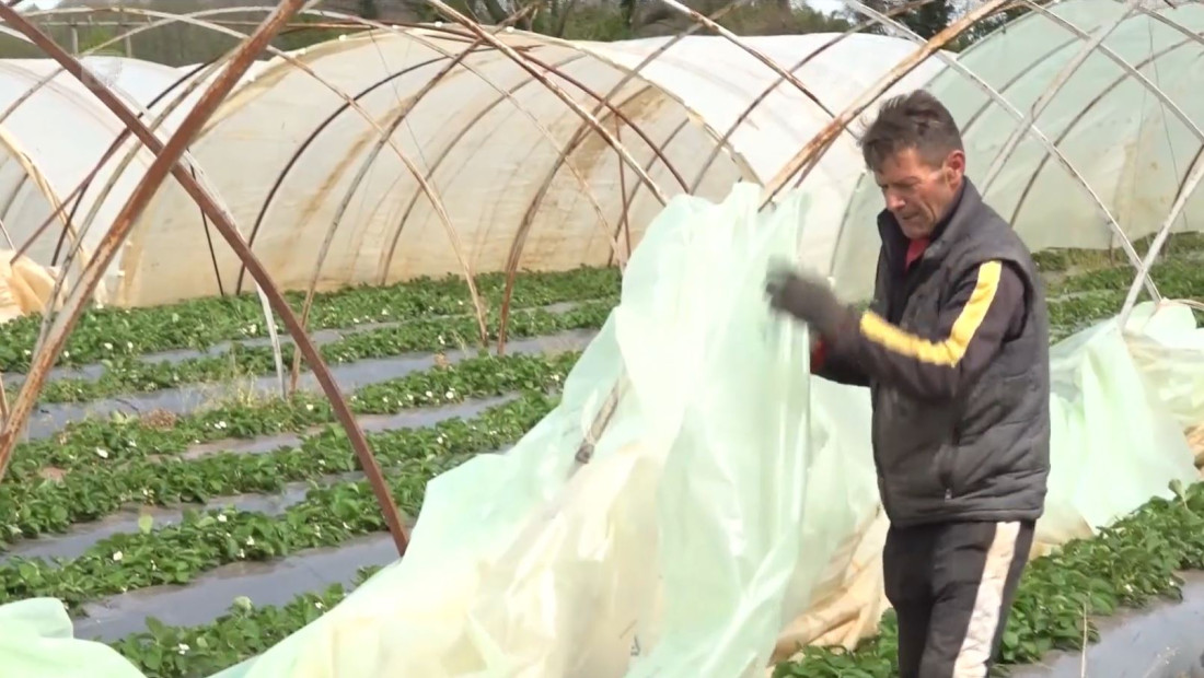 Najviše štete u nevremenu pretrpjela je plastenička proizvodnja