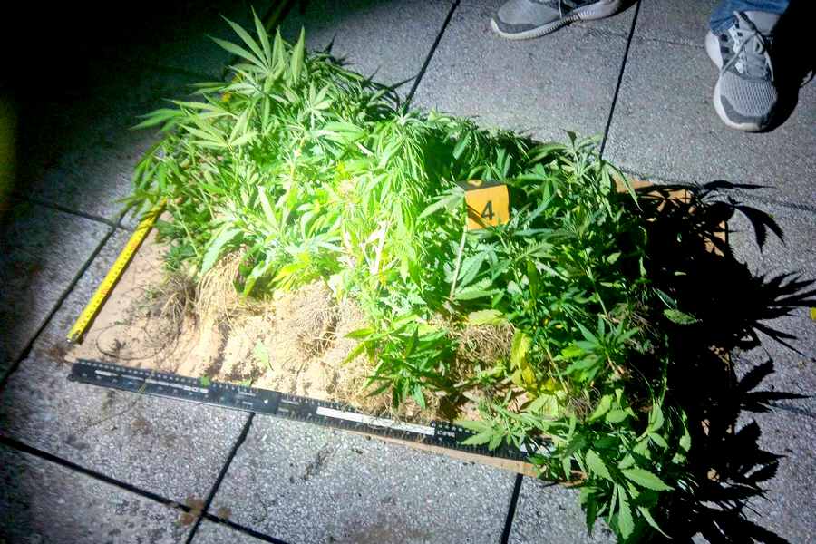 Lišeno slobode lice zbog KD „Nedozvoljena proizvodnja i stavljanje u promet opojnih droga“