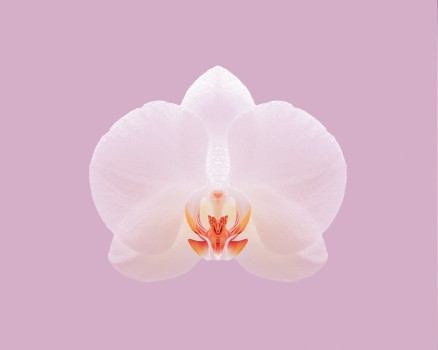 U Japanu otkrivena nova vrsta orhideje koja liči na staklo